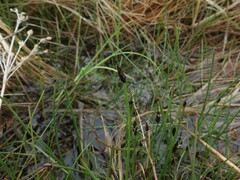 Eleocharis kamtschatica