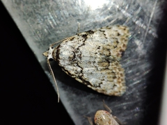 Meganola strigula