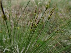 Carex jankowskii