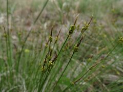 Carex jankowskii