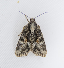 Neoligia tonsa