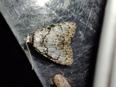 Meganola strigula