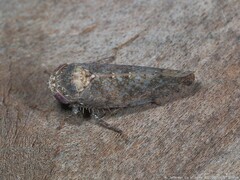 Paraphlepsius tennessus