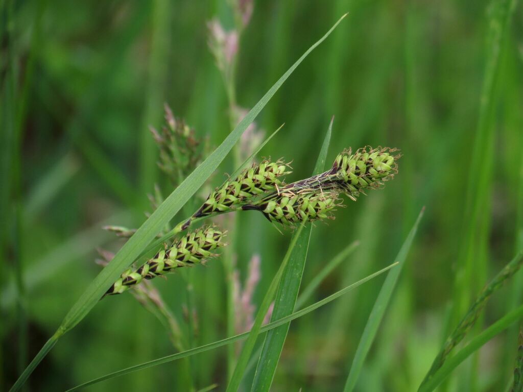 Gmelin's Sedge