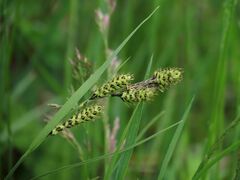 Carex gmelinii