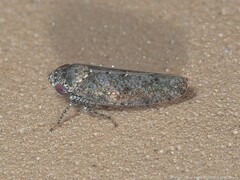 Paraphlepsius tennessus