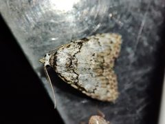 Meganola strigula