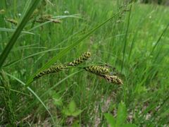 Carex gmelinii