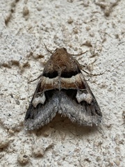 Drasteria pallescens