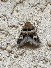 Drasteria pallescens