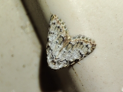 Meganola strigula