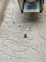 Drasteria pallescens