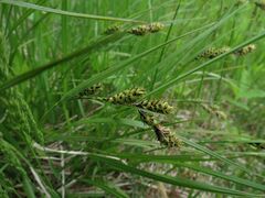 Carex gmelinii