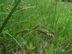 Carex gmelinii