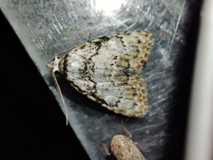 Meganola strigula