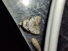 Meganola strigula