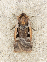 Parabagrotis exsertistigma