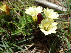Gentiana scabrida