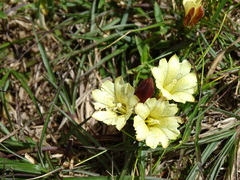Gentiana scabrida