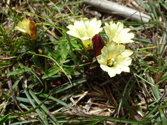 Gentiana scabrida