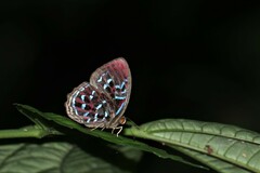 Paralaxita damajanti