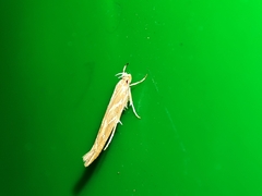 Pyroderces argyrogrammos