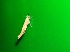 Pyroderces argyrogrammos