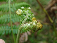 Pteridium aquilinum wightianum