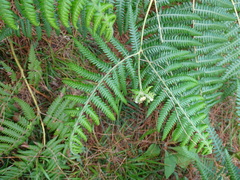 Pteridium aquilinum wightianum