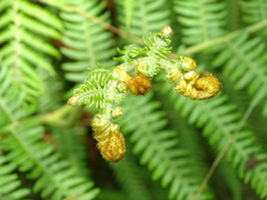 Pteridium aquilinum wightianum