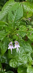 Impatiens bicornuta