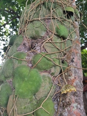 Hoya imbricata