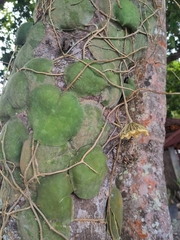 Hoya imbricata