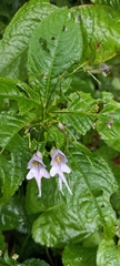 Impatiens bicornuta