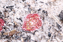Drosera zonaria