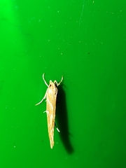 Pyroderces argyrogrammos