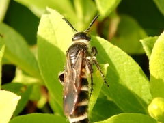 Campsomeriella annulata