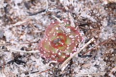 Drosera zonaria