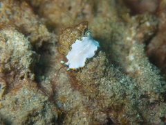 Pseudoceros intermittus