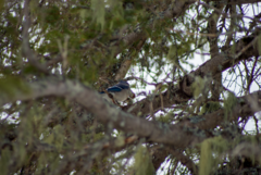 Cyanocitta cristata image