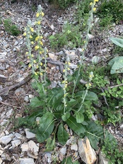 Verbascum gnaphalodes
