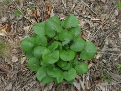 Ligularia calthifolia