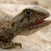 Afro-Asian Ground Agamas - Photo (c) Marek Velechovský, some rights reserved (CC BY-NC)