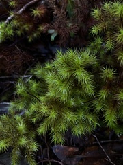 Dendroligotrichum dendroides