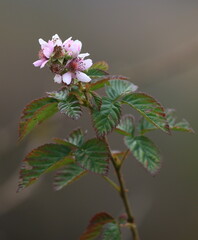 Rubus rigidus