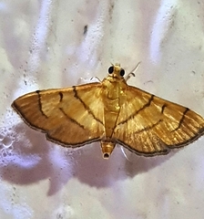 Orphanostigma haemorrhoidalis