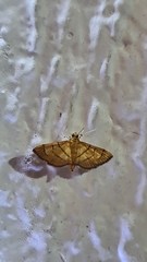 Orphanostigma haemorrhoidalis