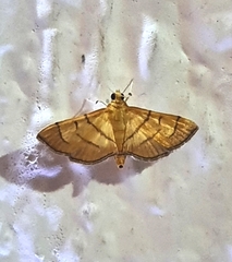 Orphanostigma haemorrhoidalis