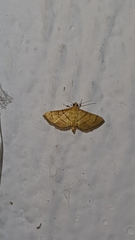 Orphanostigma haemorrhoidalis