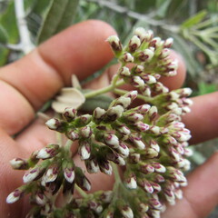Ageratina asclepiadea
